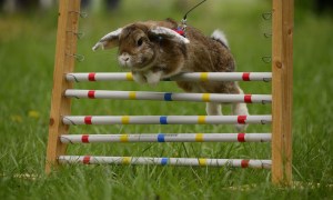 Rabbit leaping over a hurdle during an agility competition