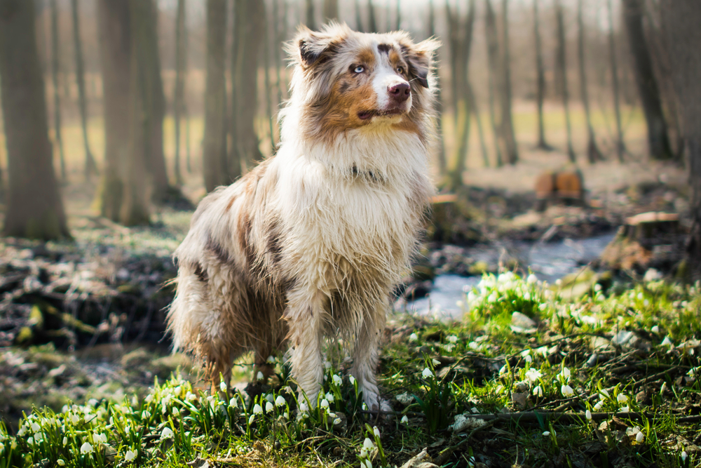 Australian shop shepherd gear