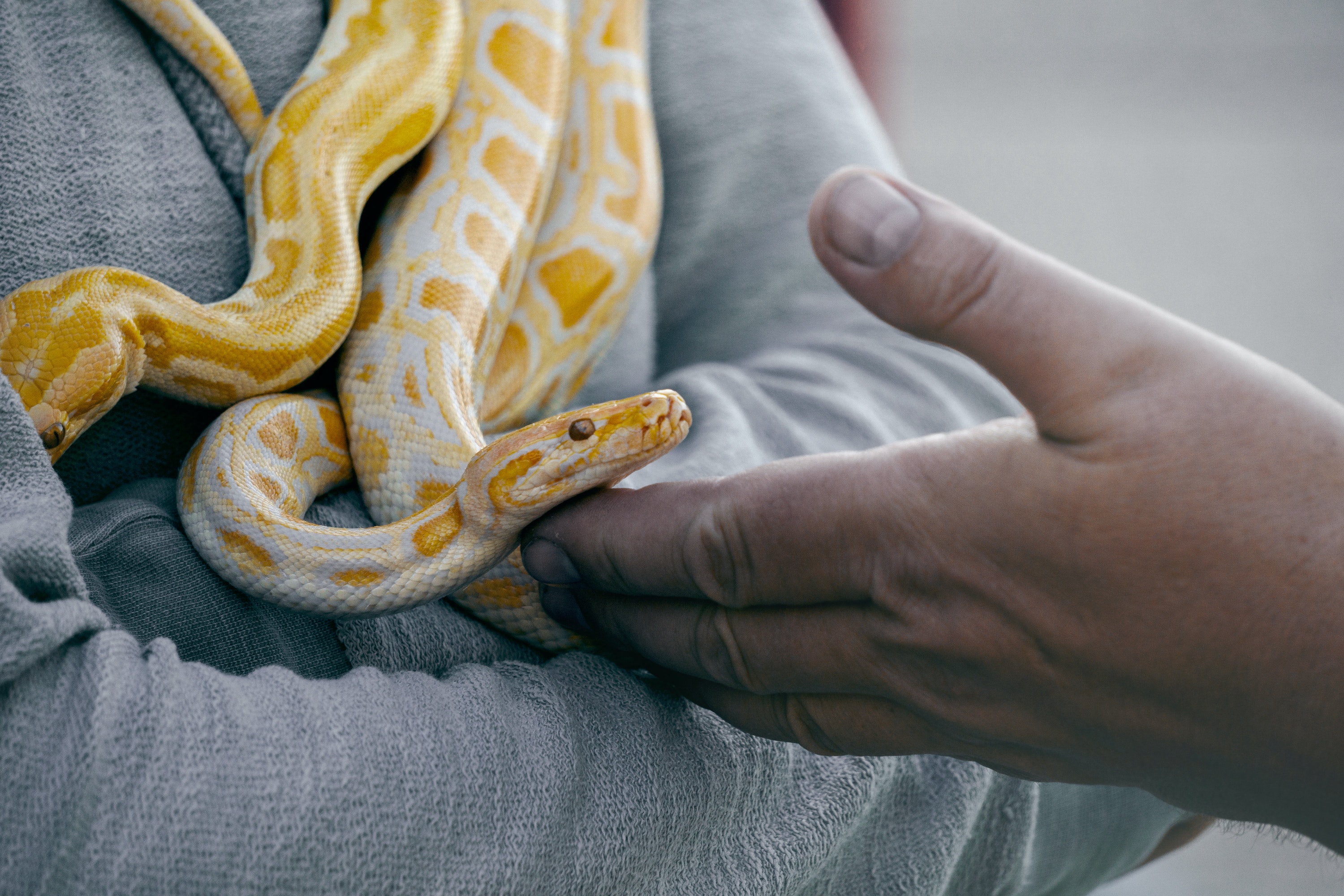 Do Snakes Make Good Companions?