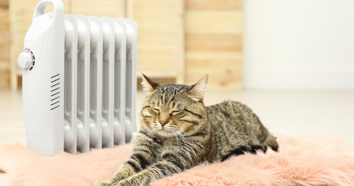 The best space heaters that you can have with pets | PawTracks