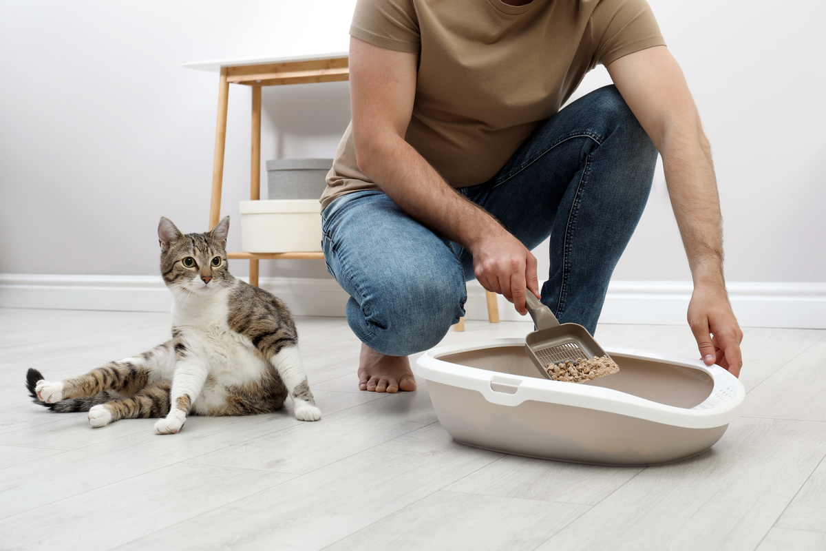 Stop cat from 2024 playing in litter box