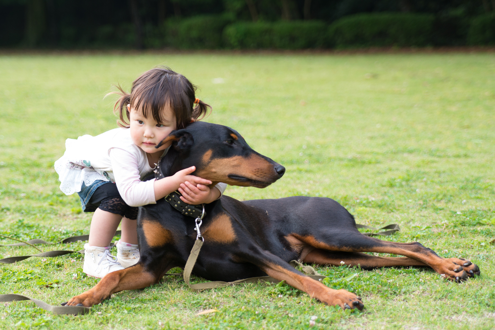 are doberman good with babies