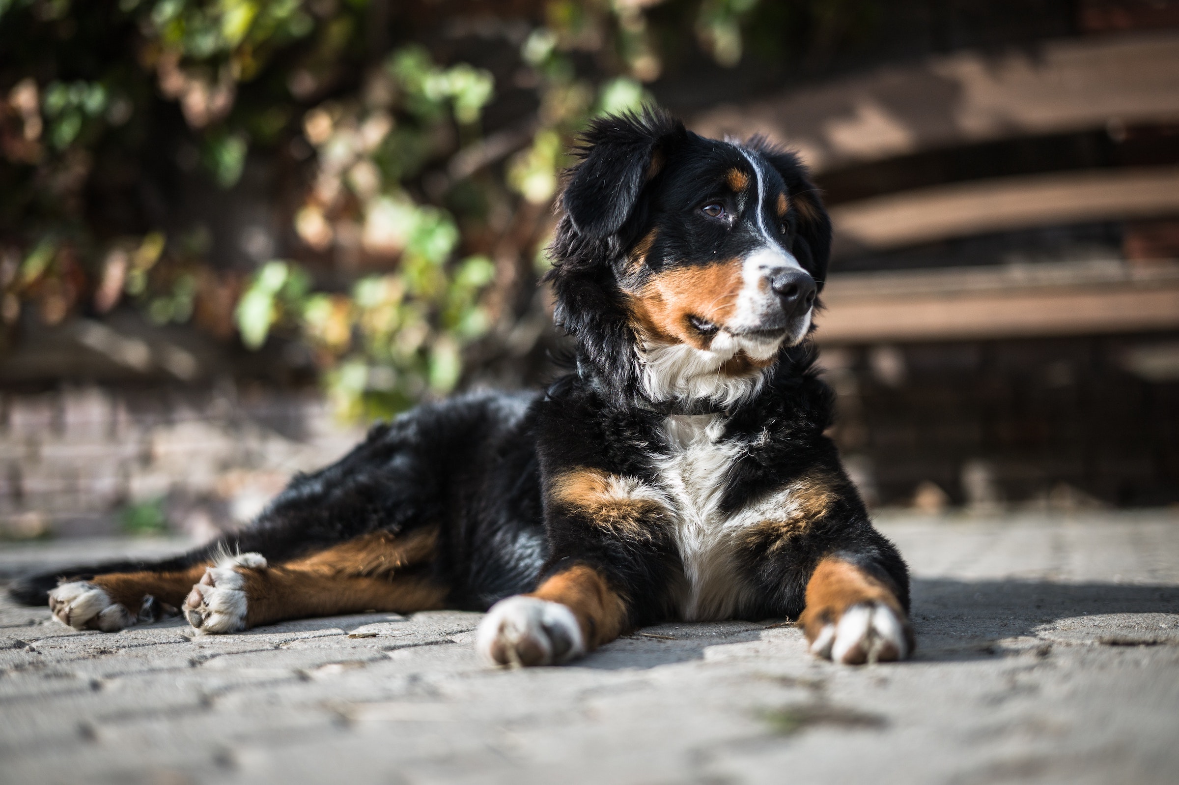 Furminator bernese mountain outlet dog