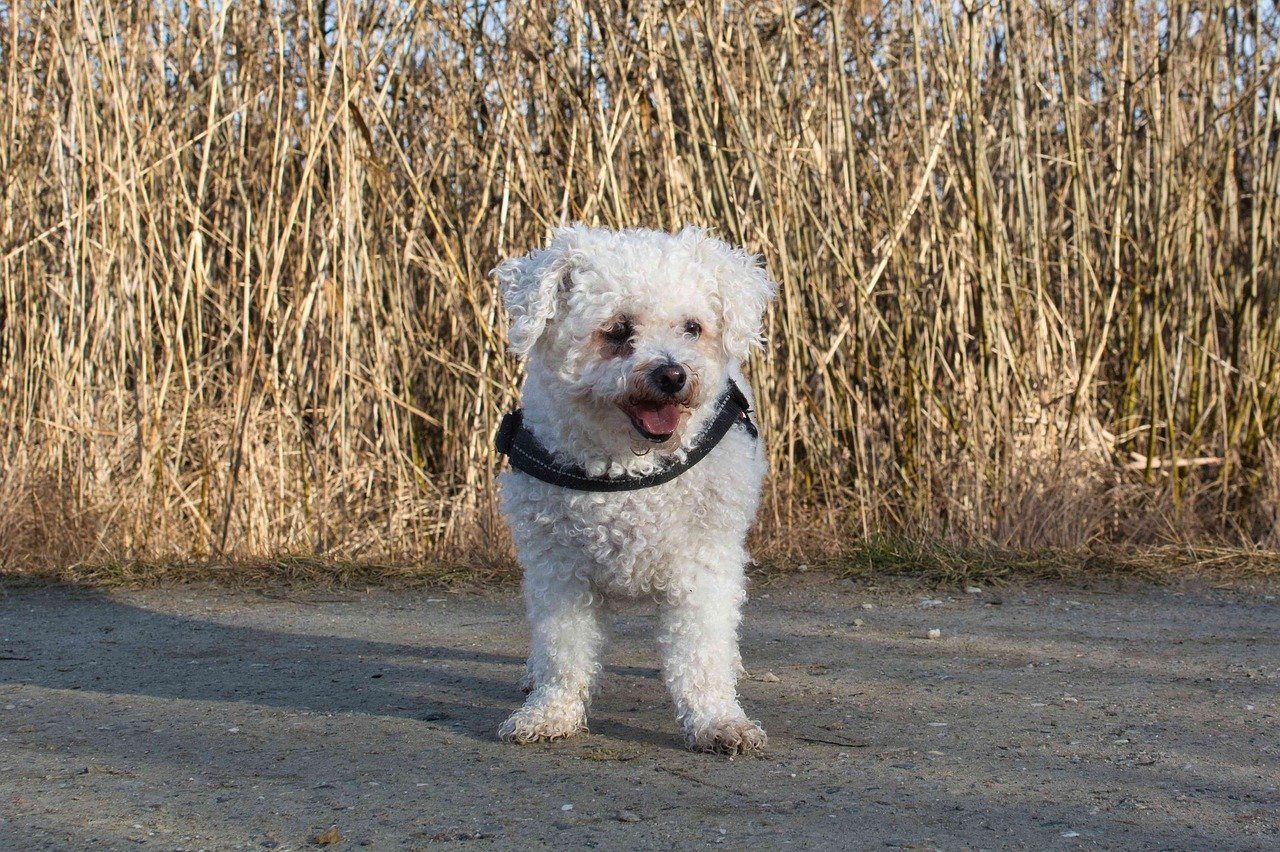 Bichon frise hard to clearance potty train