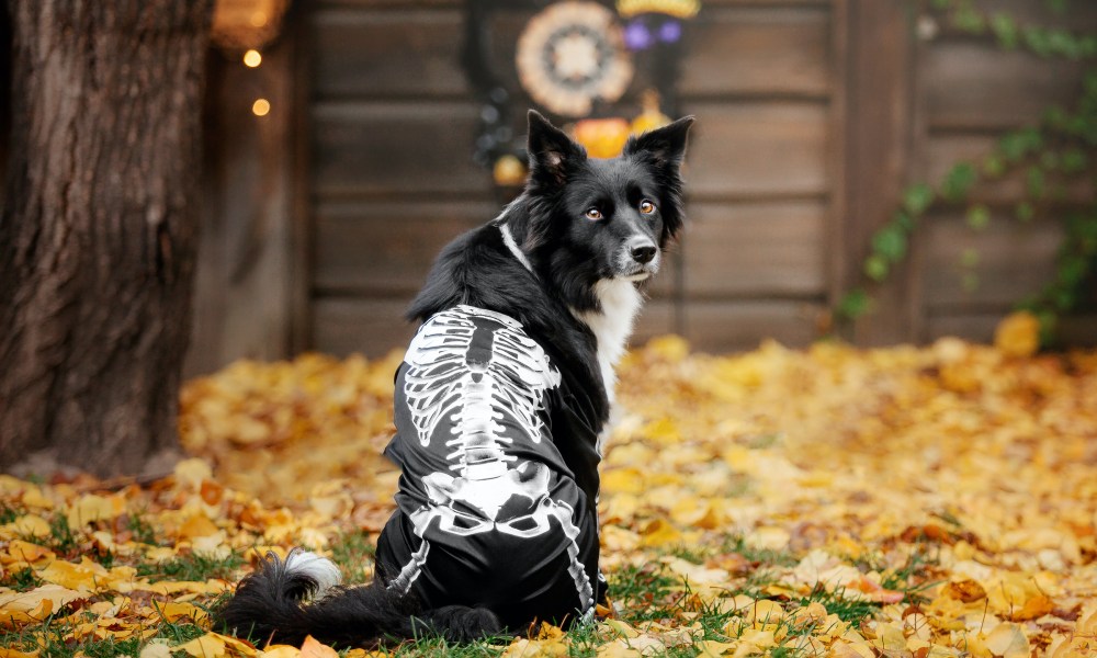 Border collie in a skeleton shirt sits in a pile of autumn leaves