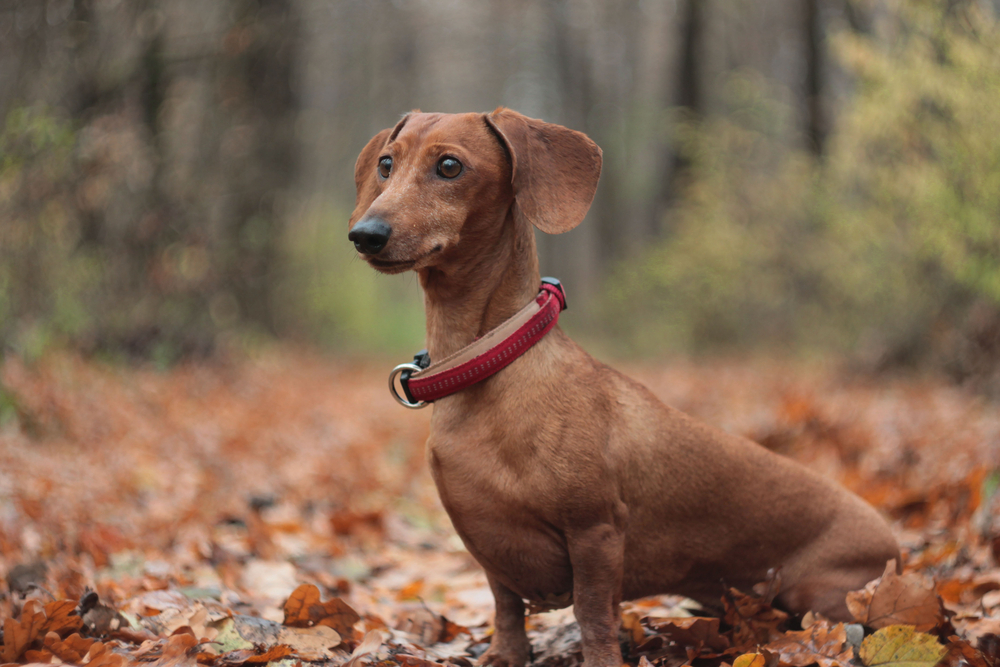 Housebreaking a dachshund outlet in 5 days