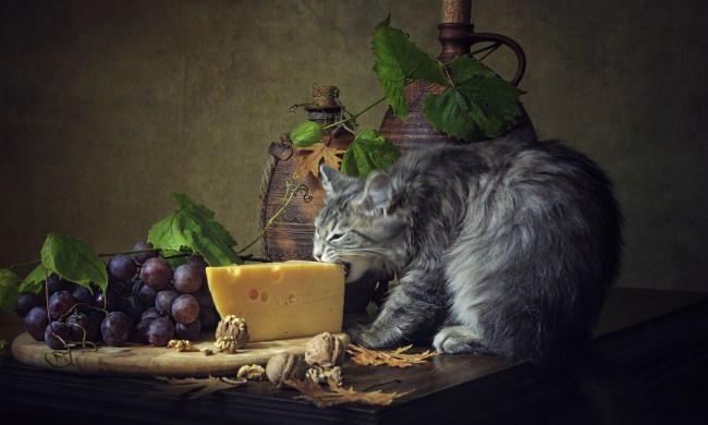 A cat munches on a piece of cheese