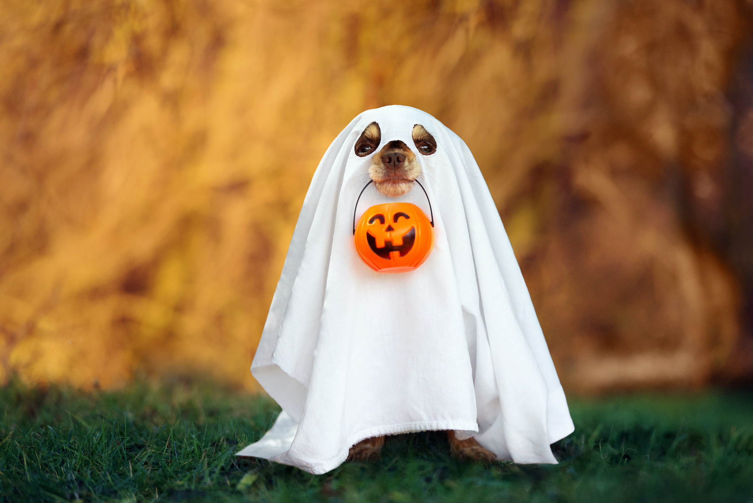 A small dog in a ghost costume stands with a pumpkin treat bucket in his mouth