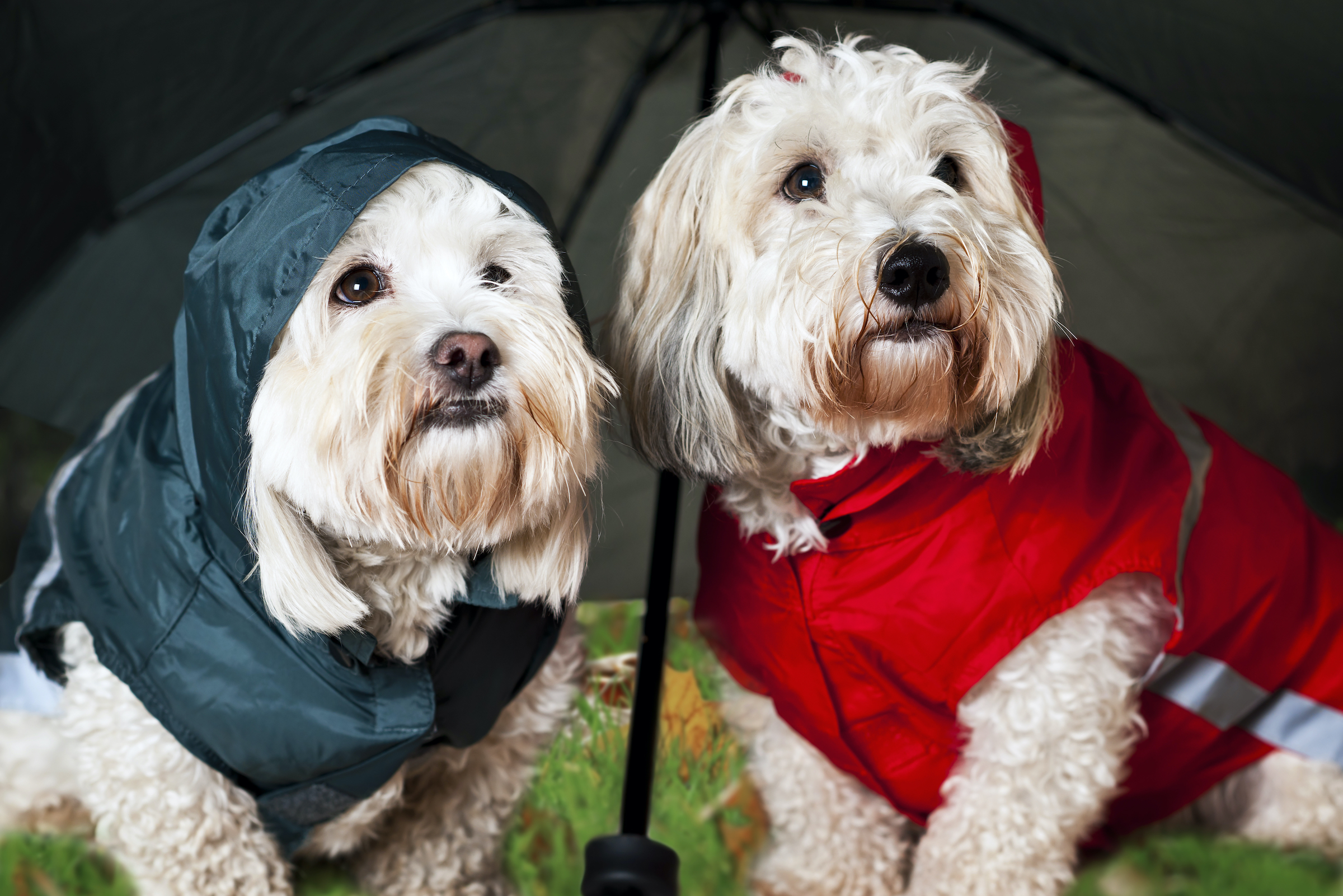 Dog rain outlet jacket with umbrella