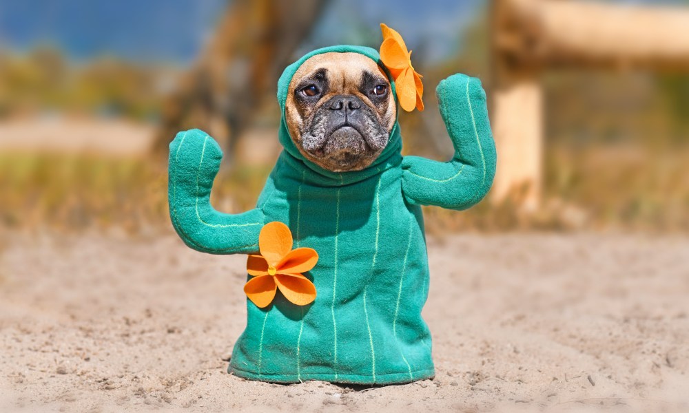 French bulldog dog dressed up with funny cactus Halloween dog costume