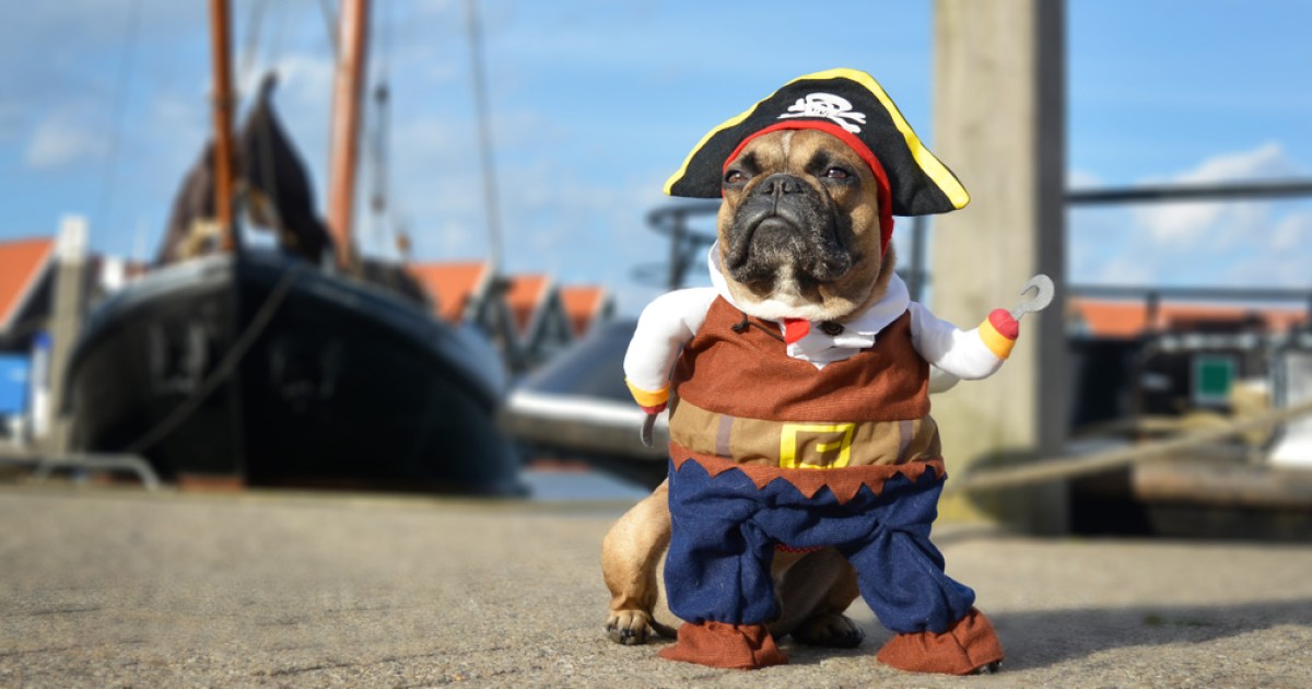 3 Best DIY Dog Costume Ideas to Turn Some Heads & Elicit A Few