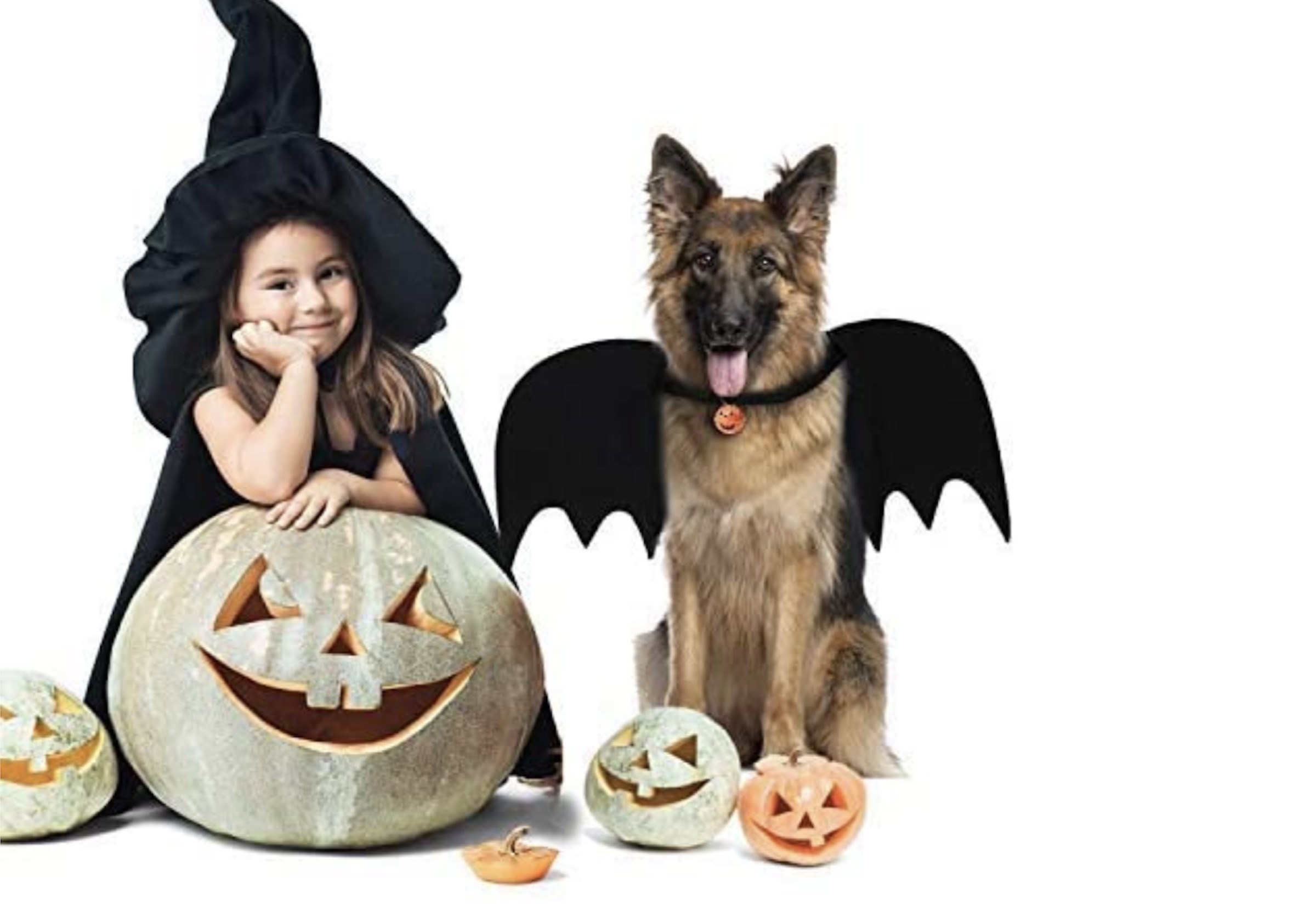 A German Shepherd wearing bat wings sits next to a little girl in a witch costume