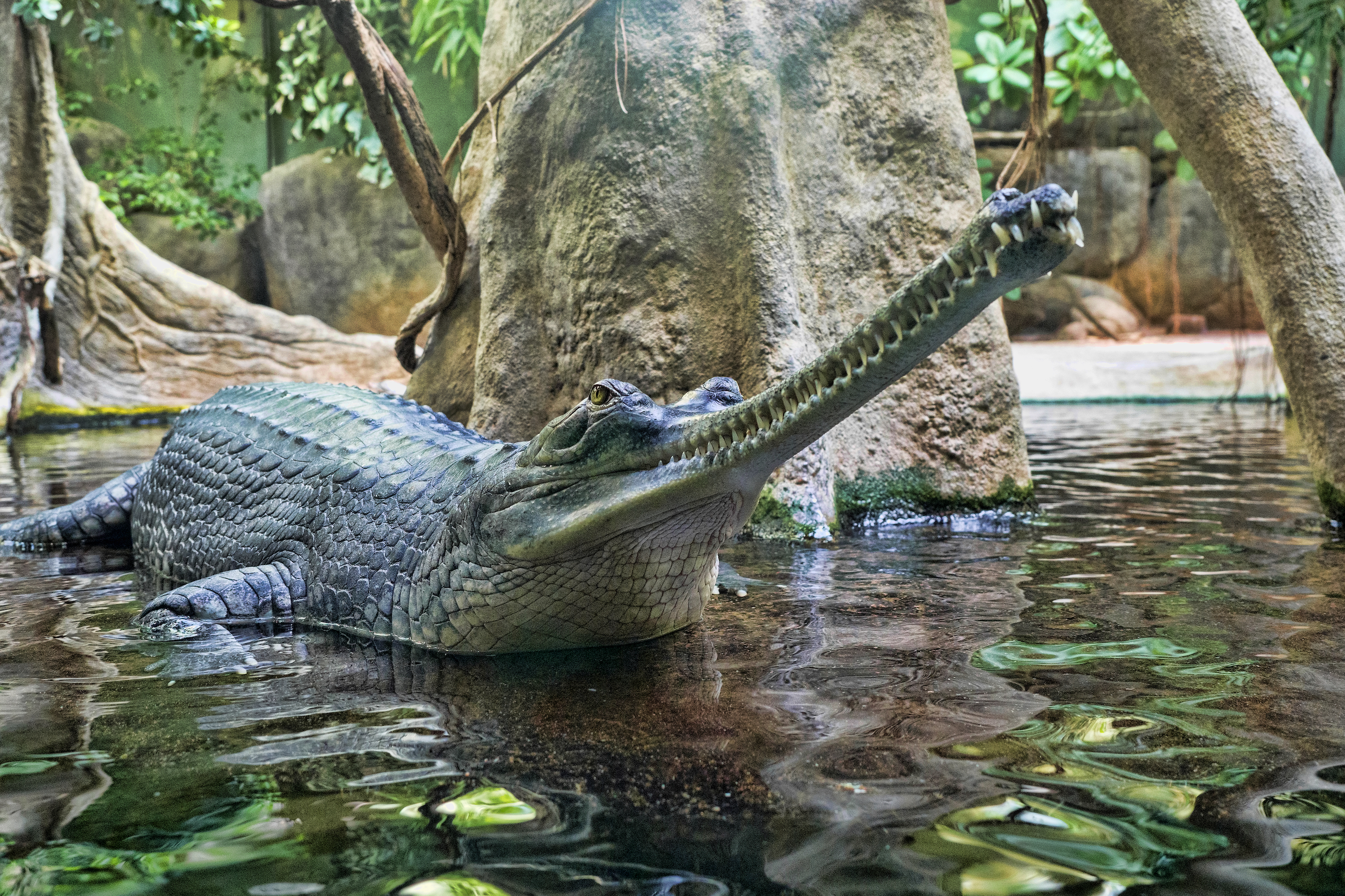 Here Are The 10 Coolest Endangered Reptiles On The Planet | PawTracks