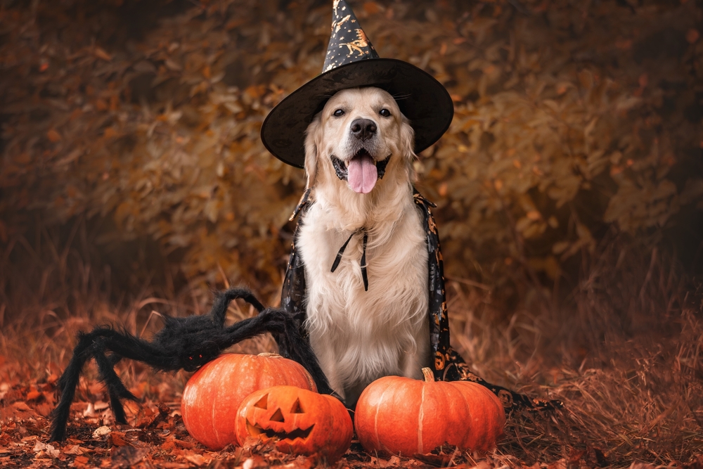 Scary Dog Costumes - Highlights Along the Way