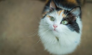 A long-haired calico cat with green eyes gazes up at the camera.