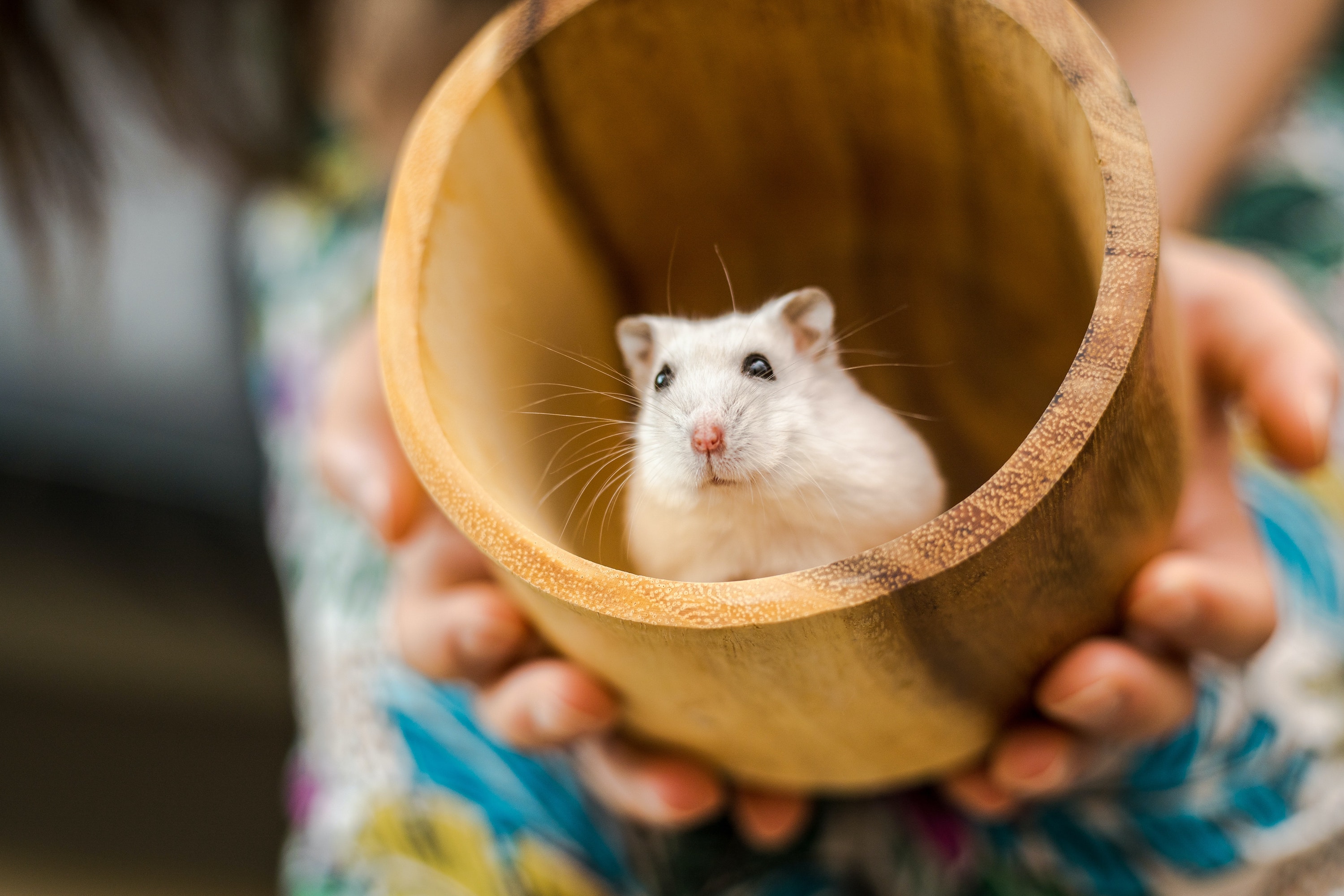 Dwarf hamster best sale vs gerbil