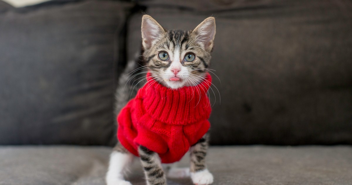 Here's What to Know About Clothes for Cats in the Winter