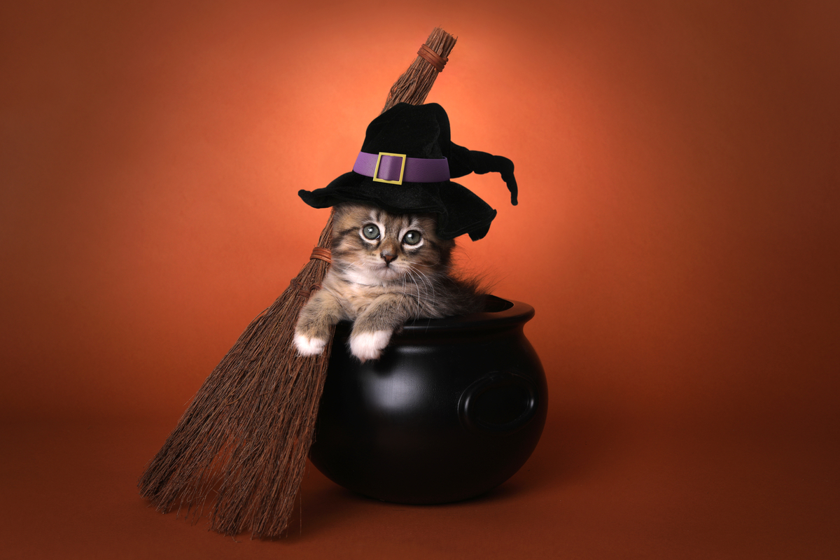 Cat in witch costume best sale