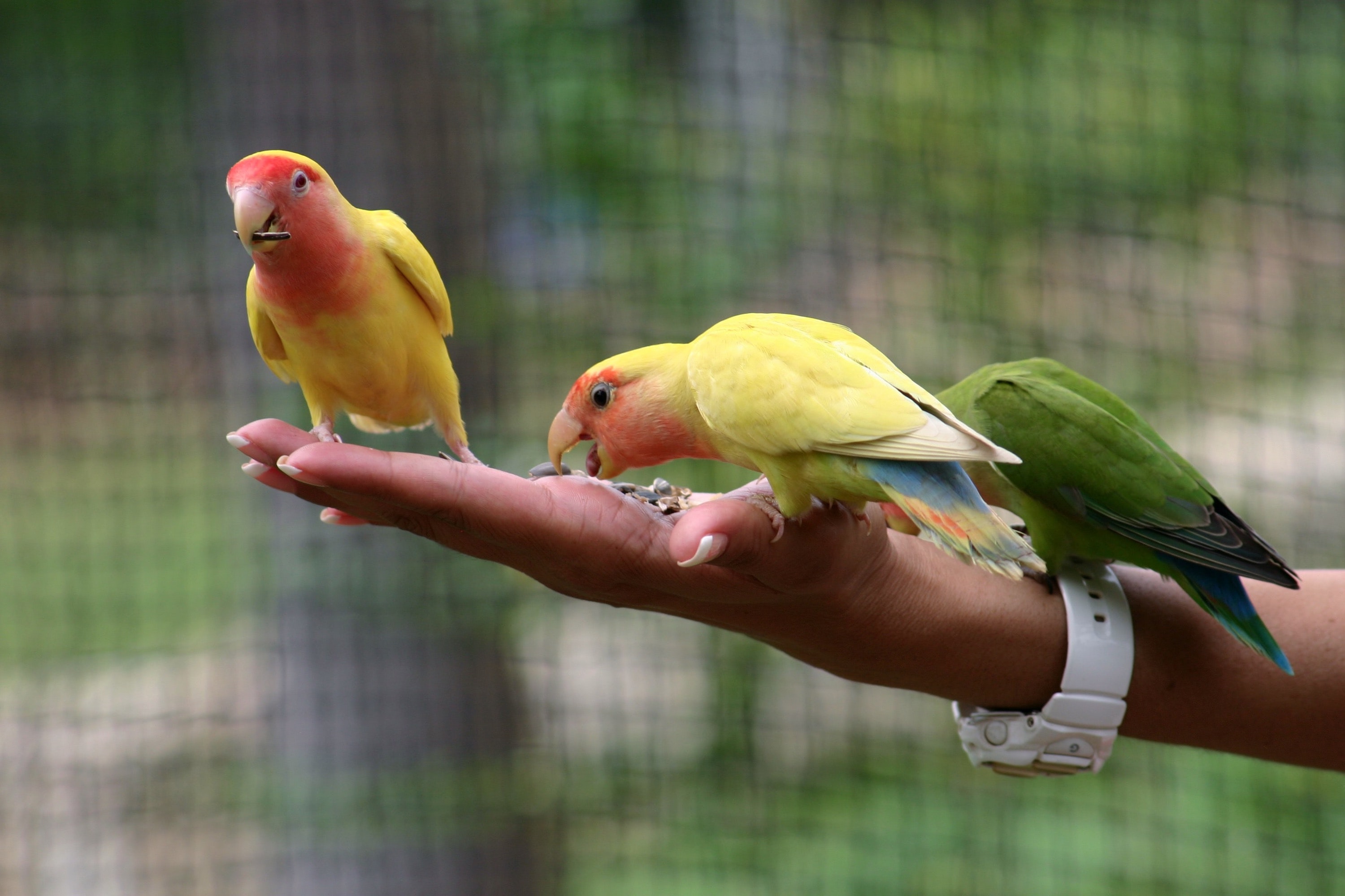 here-are-5-fun-facts-about-lovebirds-before-you-get-one-pawtracks