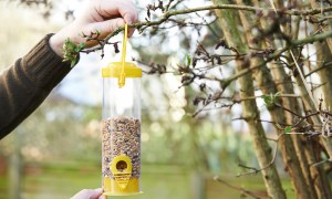 Man hangs a yellow bird feeder on a tree