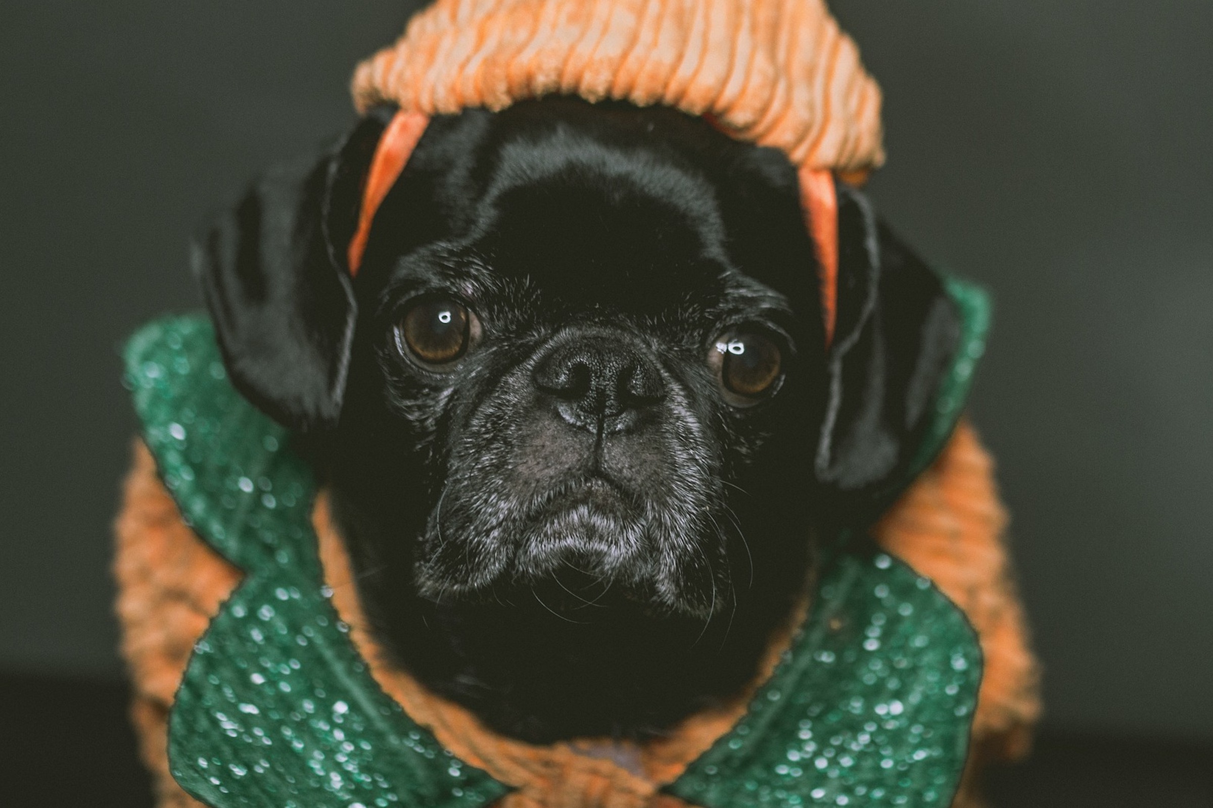 A pug in a pumpkin halloween costume