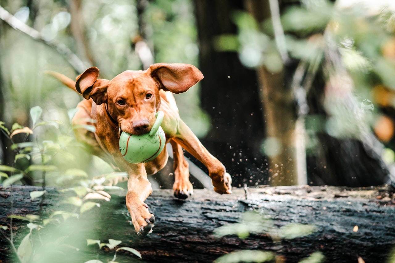 5 Running Games to Play With Your Dog · The Wildest