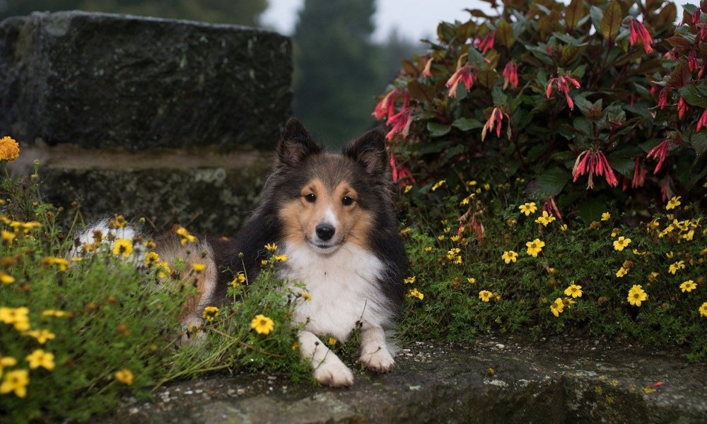 Shetland sheepdog sits in flowers next to a stone wall