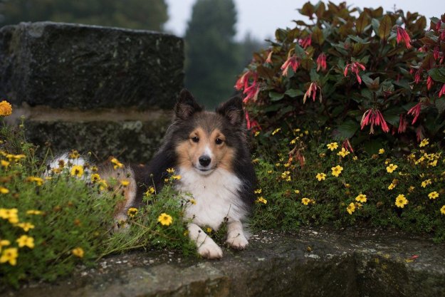 how do you make a dog quit digging