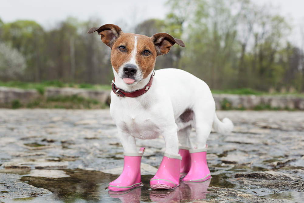 Dogs wearing booties top for the first time