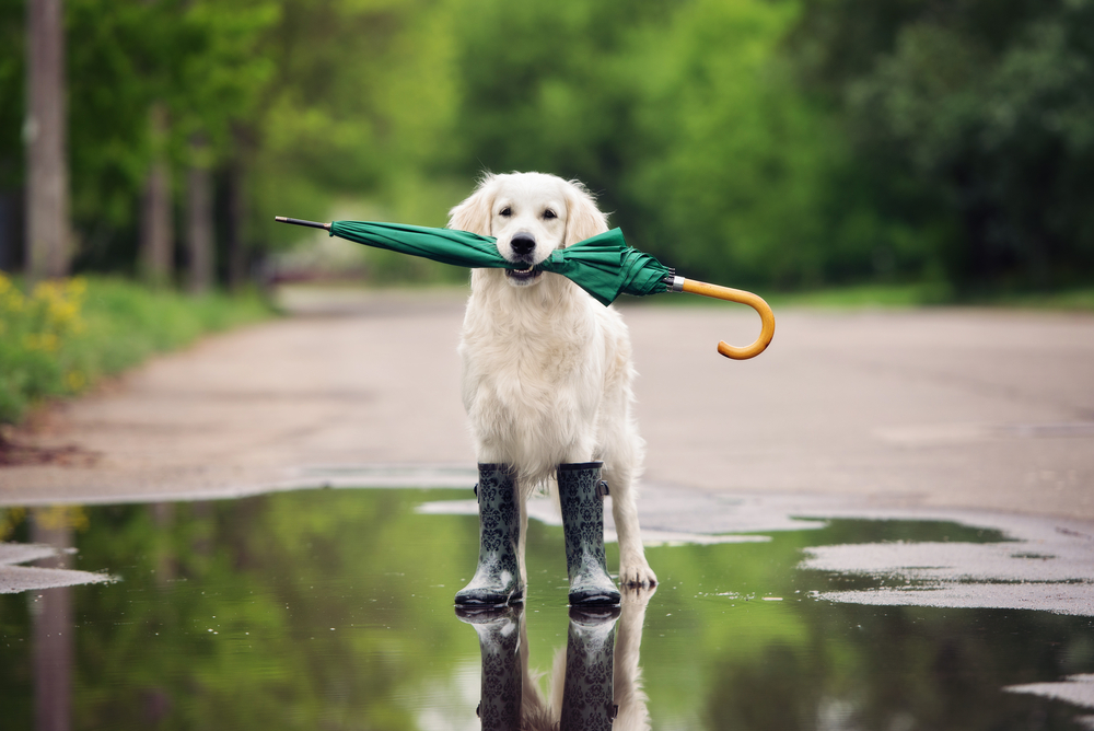 Golden retriever hot sale logger boots