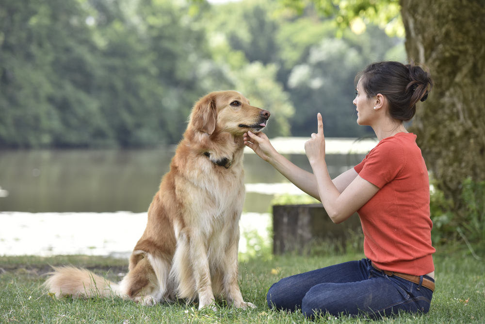 Training 2024 without treats