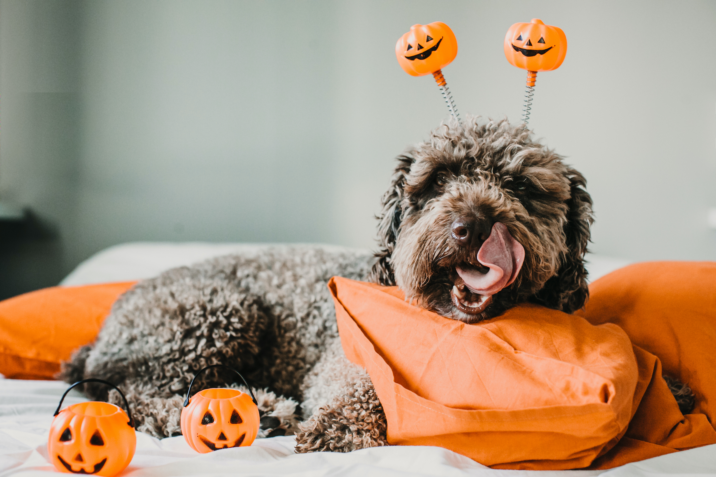 Large Dog Halloween Costume That Are Easy to Make or Buy
