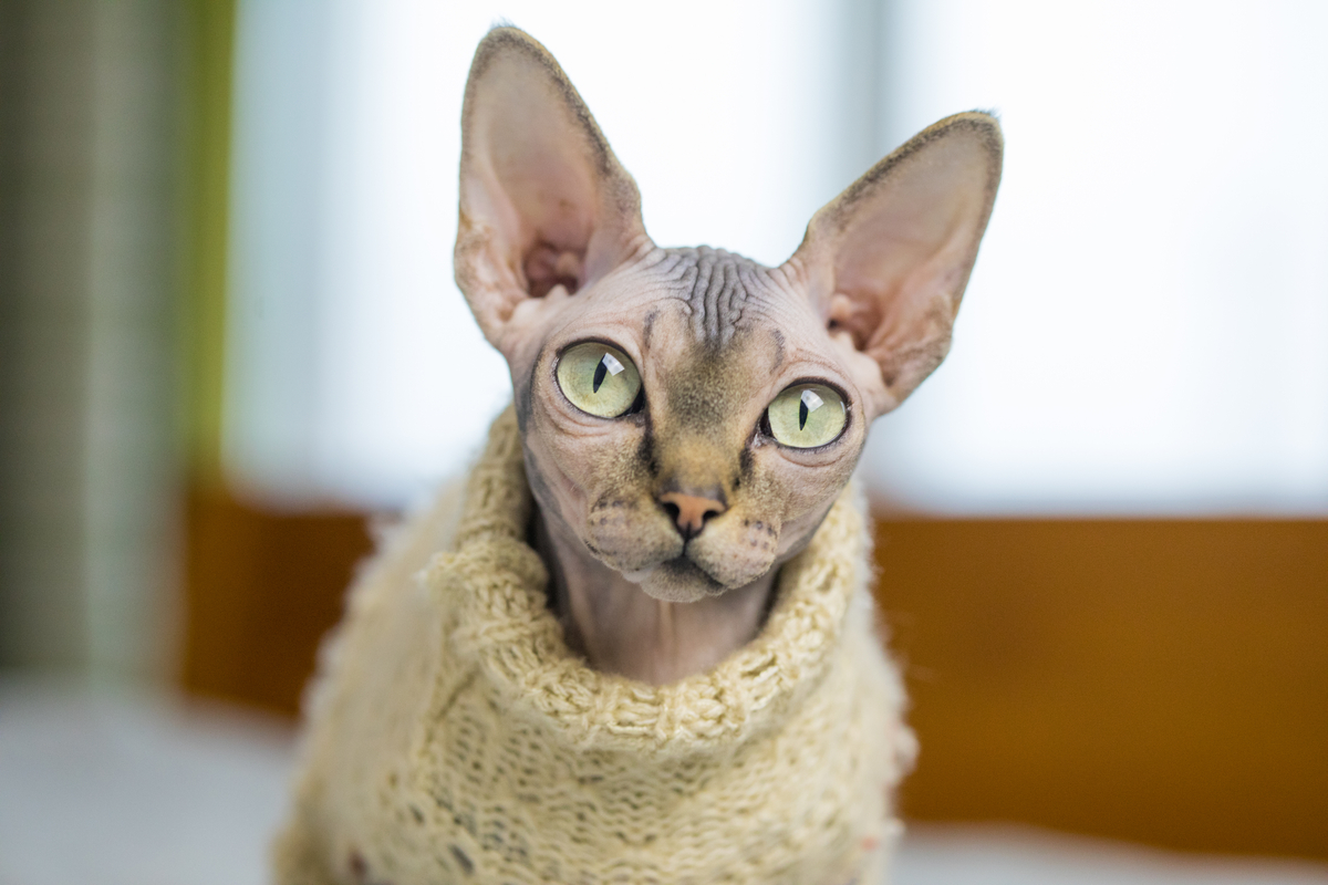 adult Cat DRESS, winter swester for Sphynx cat clothes, cat sweater,  PETERBALD