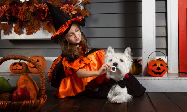 A West Highland white terrier dressed as a vampire sits beside a little girl dressed as a witch