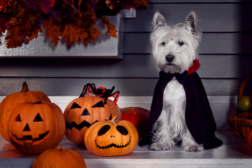 The Best Scary Halloween Costumes For Dogs, Ranked