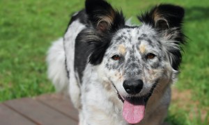 An Australian shepherd dog lies in the grass, panting