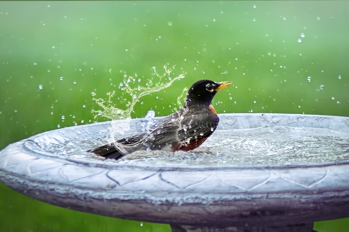 honey and wild bird bath