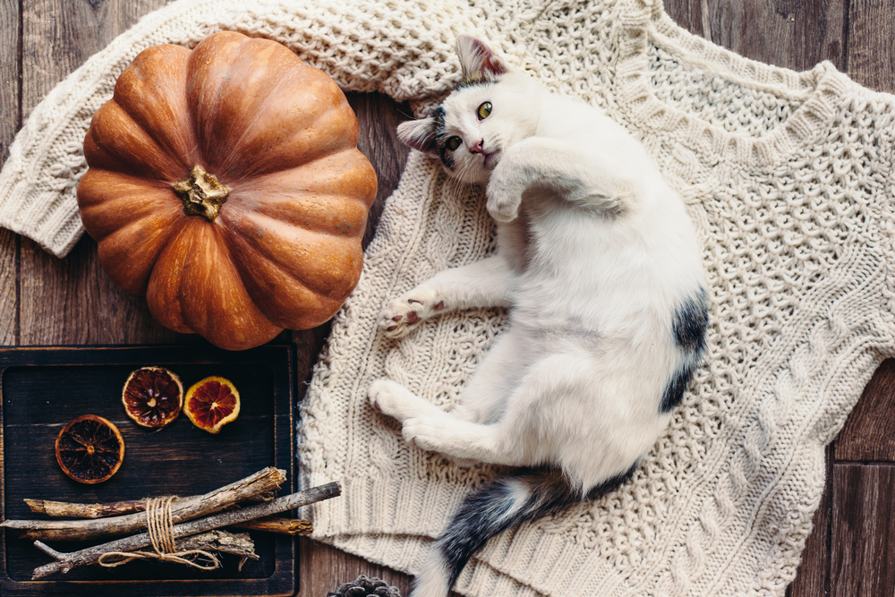 A black and white cat lying on a cream knitted sweater. Thanksgiving decorations are placed artfully nearby.