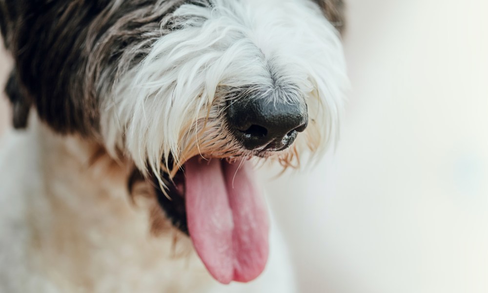 Closeup, of black and white dog's nose