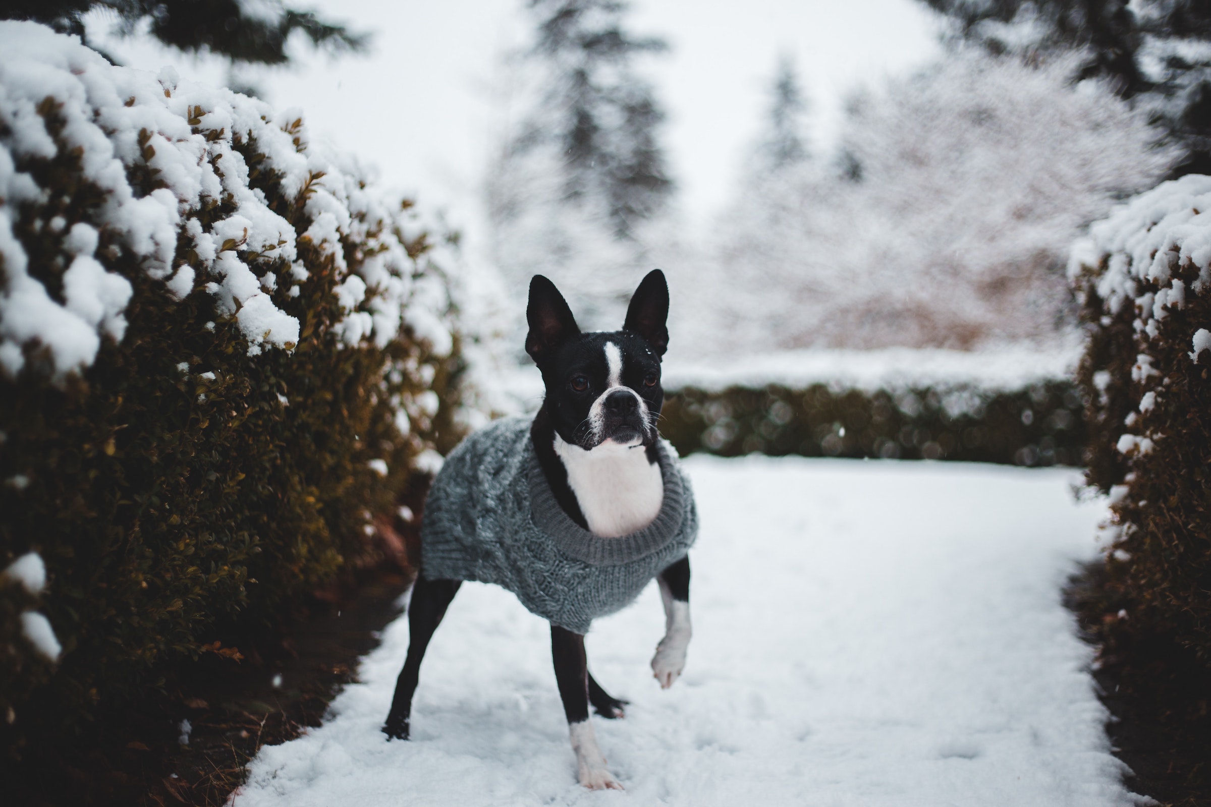 best dog sweater for boston terrier