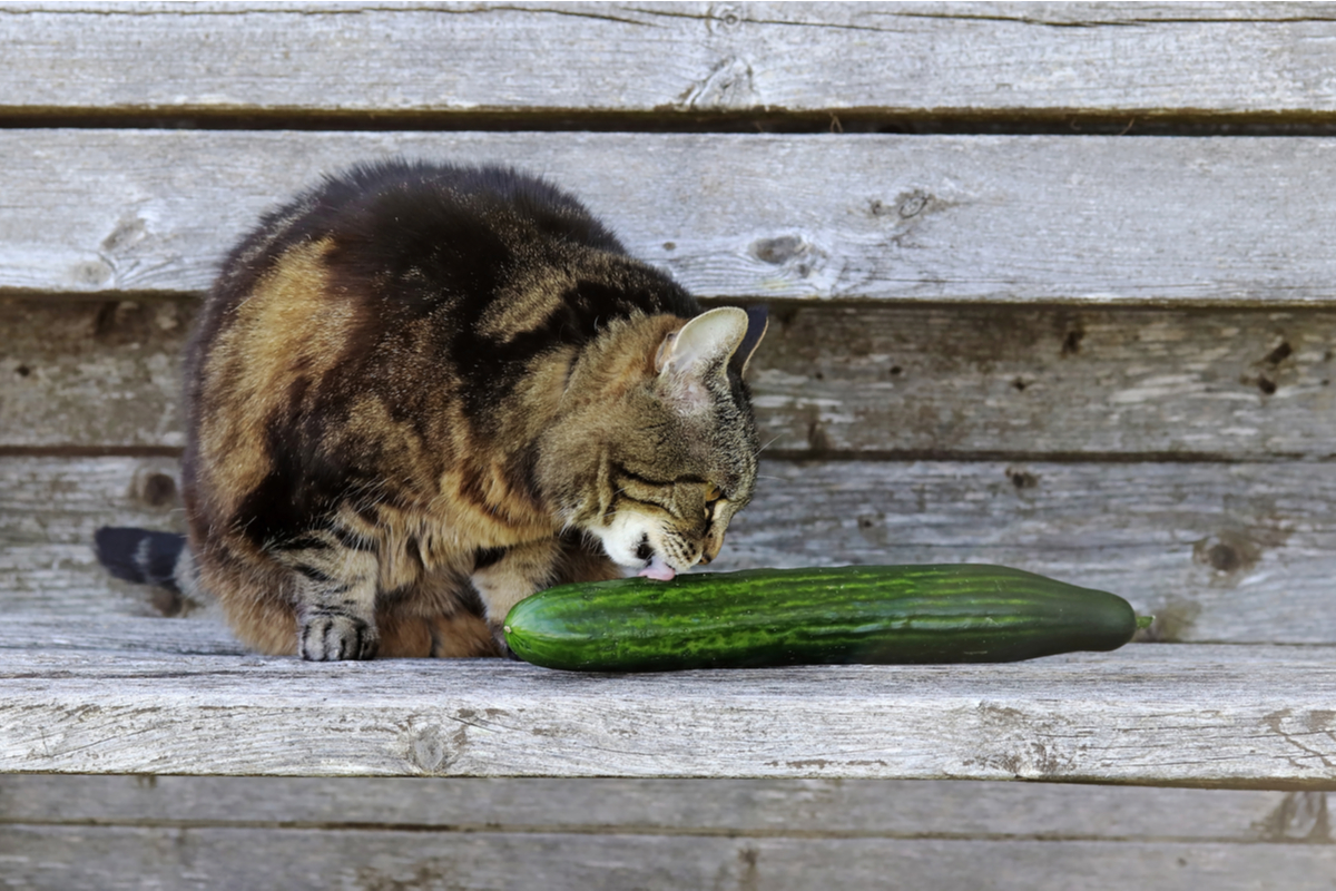 can dogs and cats have cucumbers