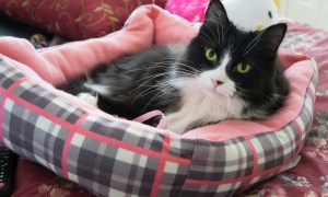 Black and white cat lying on a cat bed on a sofa