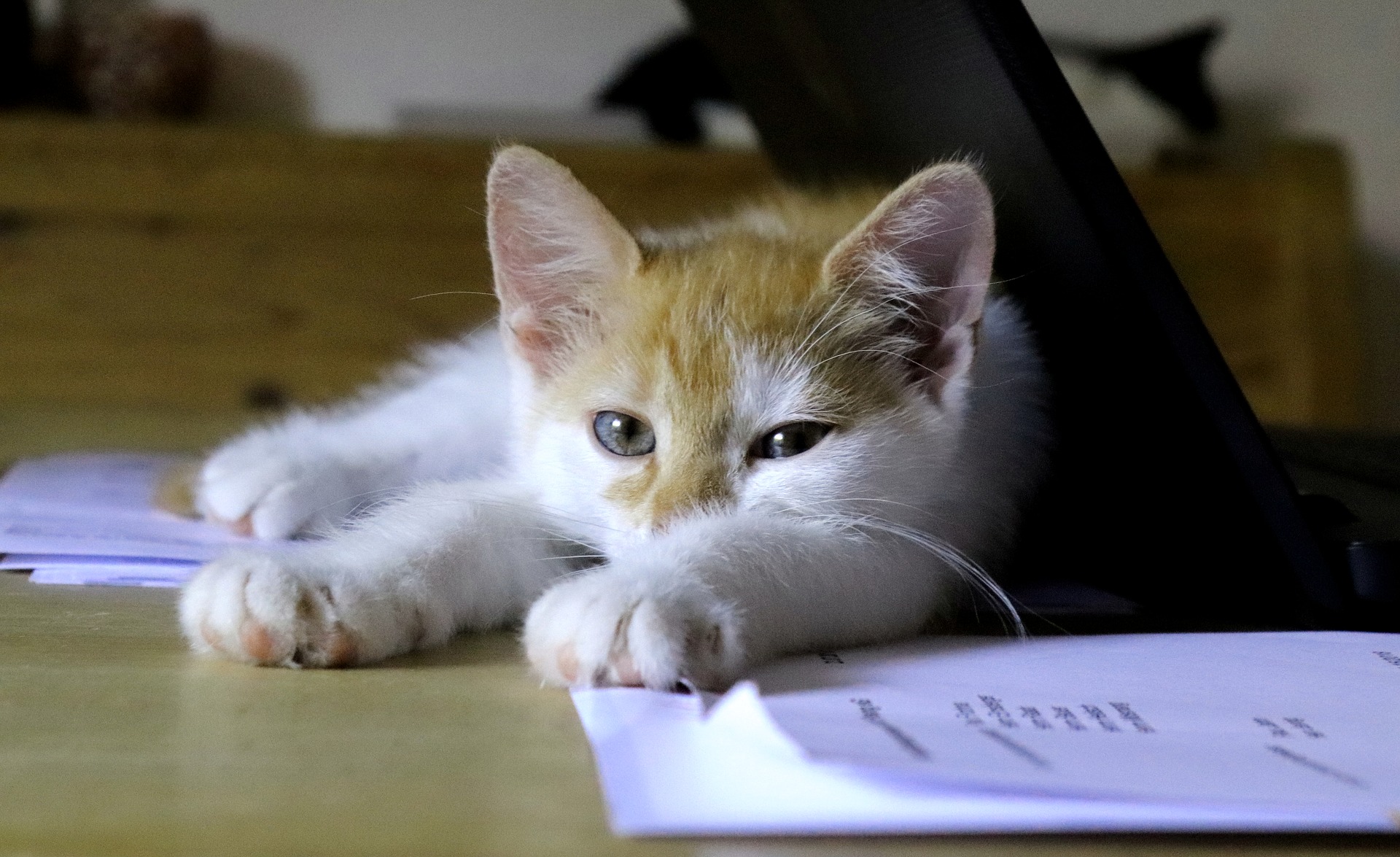 Cat eating outlet paper litter