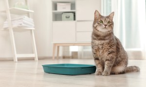 Cat sitting next to a green litter box