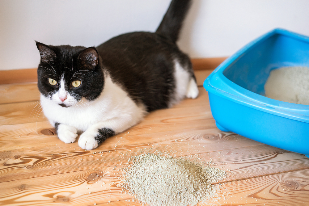 cat peeing on carpet near litter box