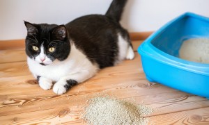 A black and white cat sprawls out beside a blue litter box with a pile of litter on the floor