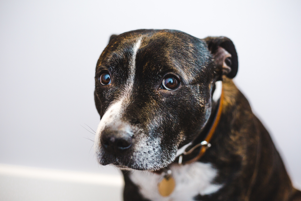 Close-up shot of a nervous Staffordshire terrier