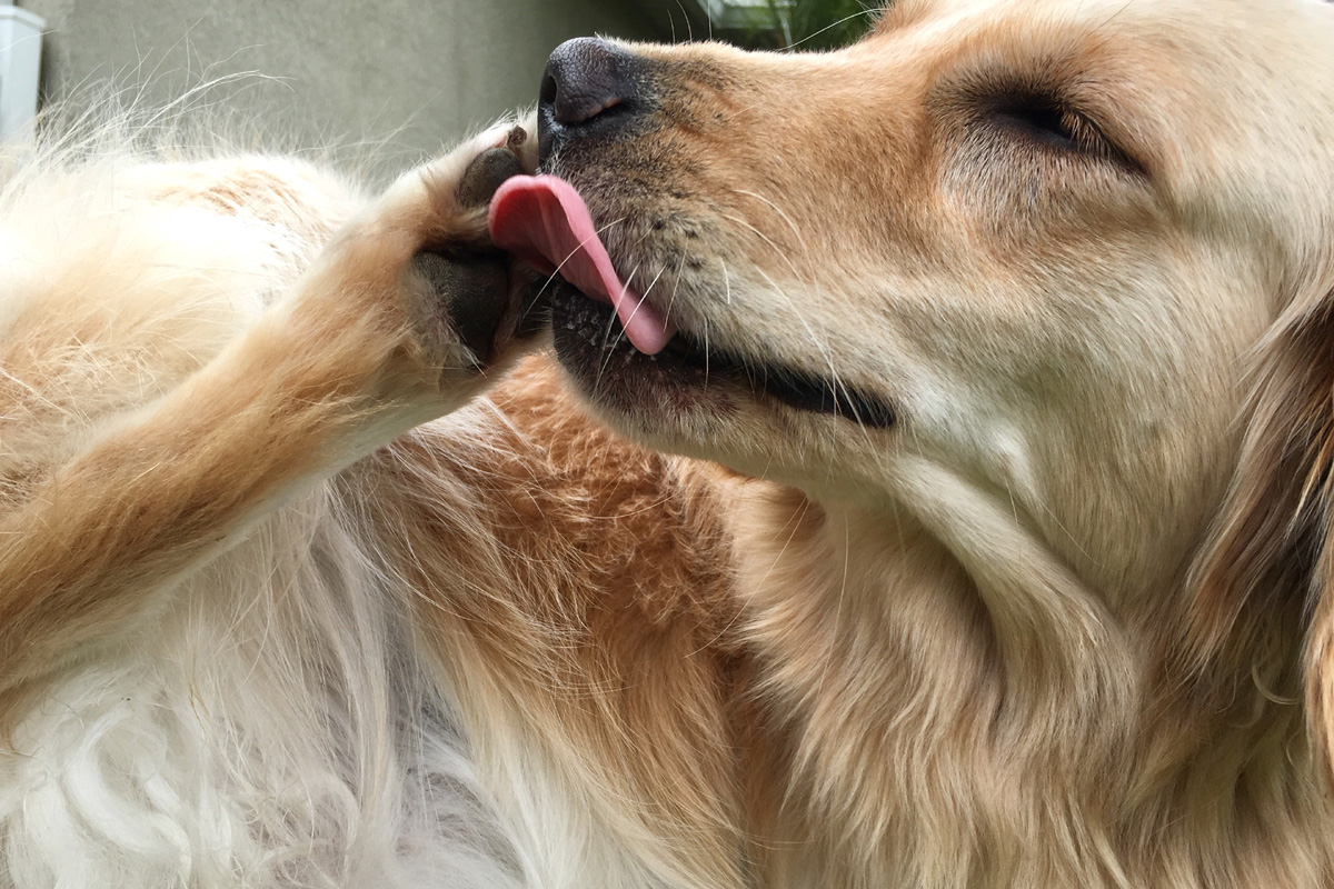 Why Do Dogs Lick Their Paws And Should They Be Stopped? | PawTracks