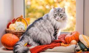 A fluffy gray cat perches in a windowsill surrounded by autumnal decor