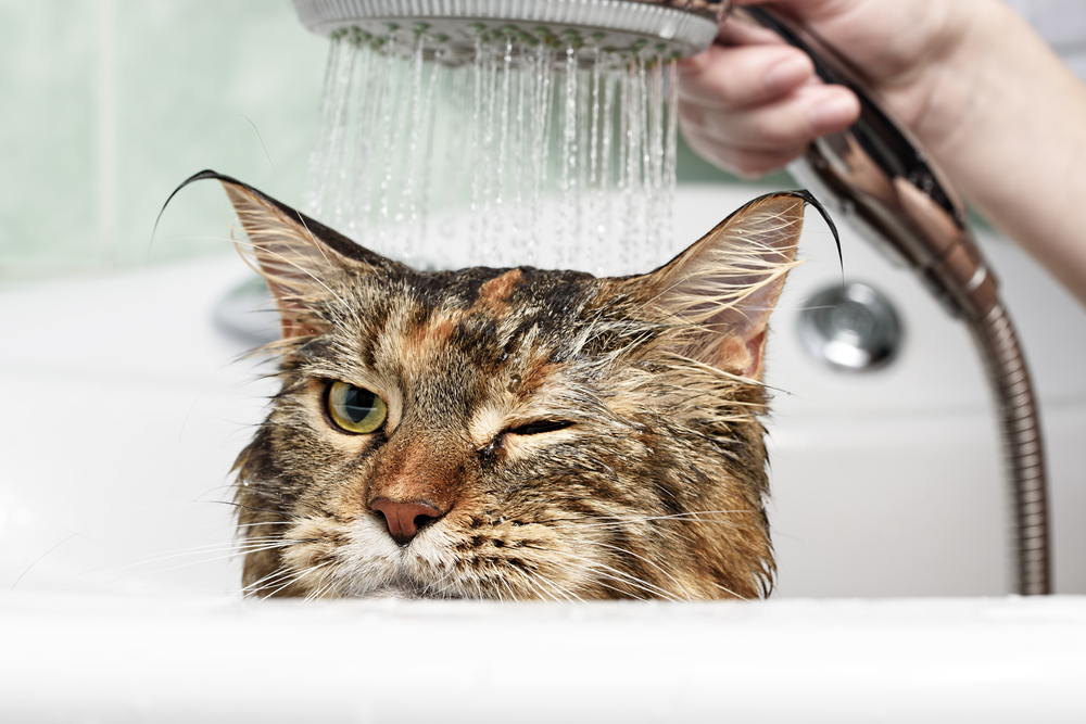 A green-eyed tabby cat gets a bath in a tub.